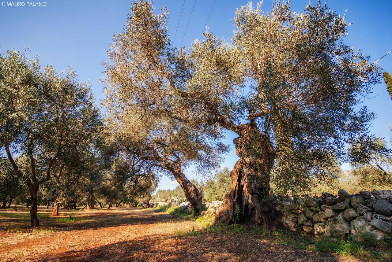 Tenuta Kyrios Borgagne Dış mekan fotoğraf